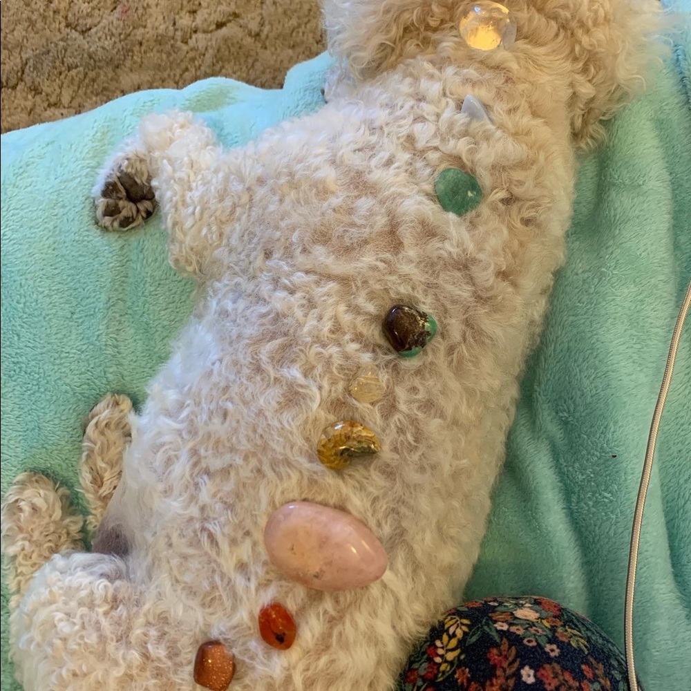 Chakra Balanced Dog